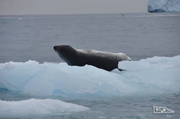 Uma foca leopardo descansa em um bloco de gelo que flutua na baía de Point Wild, em Elephant island, na Antártida